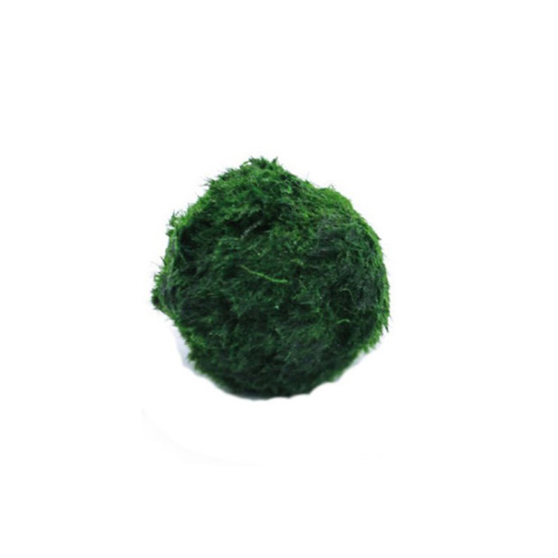 Planted Aquarium Aquascape - Bola Lumut Marimo Tanaman Akuarium Hidup