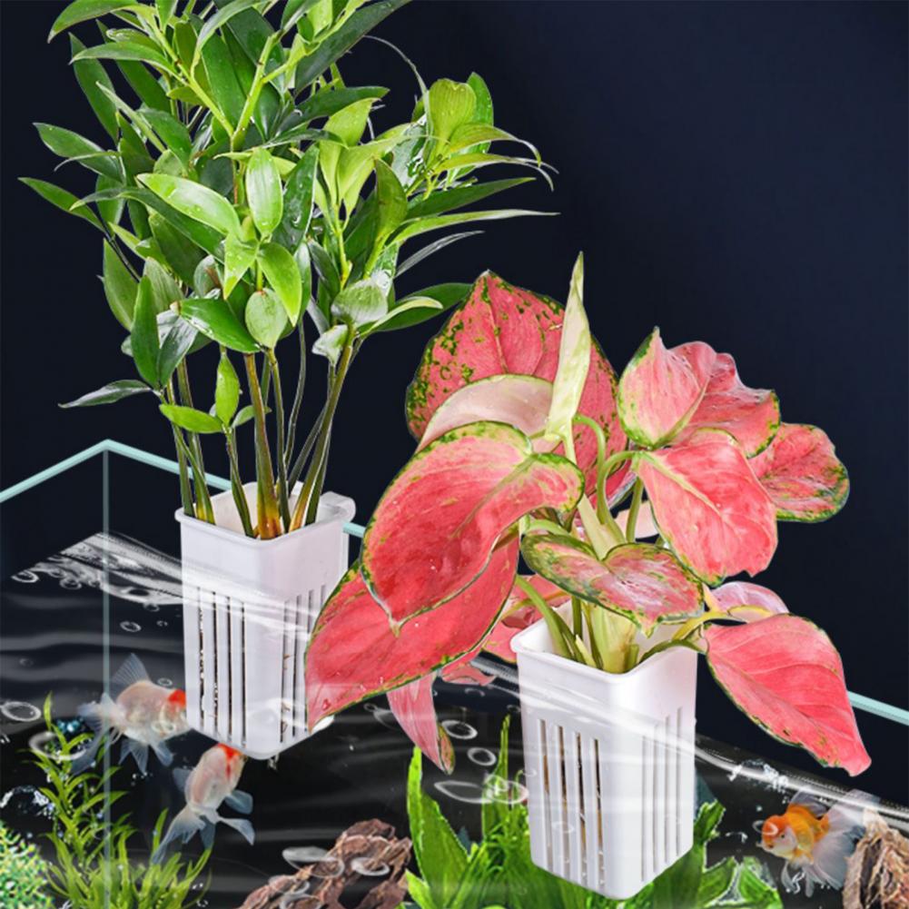 Pot Tanaman Hidroponik, Wadah  - Aquarium Planted Wall ulasan dan harga