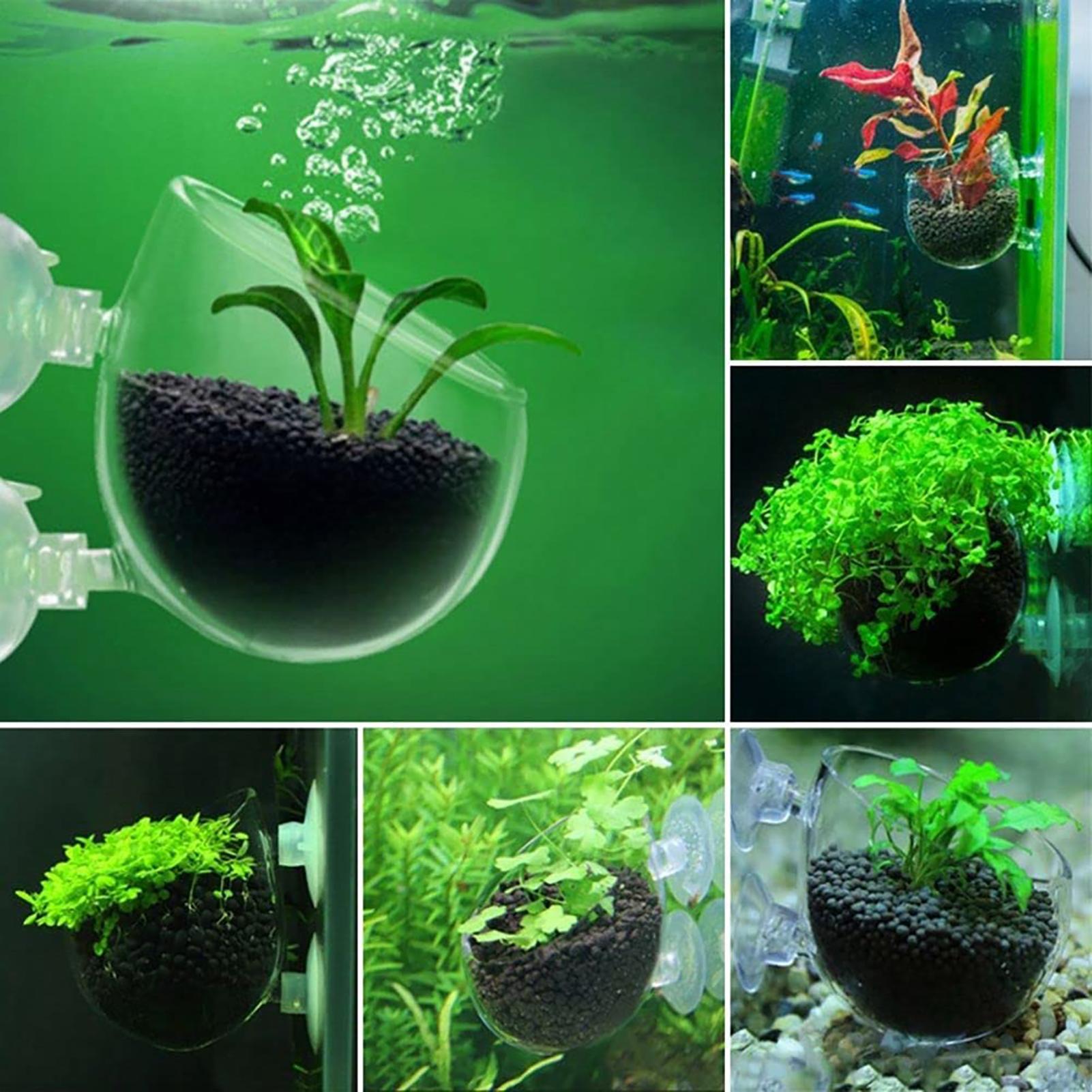 Pot Tanaman Akuarium Cangkir S - Aquarium Plant Seeds ulasan dan harga