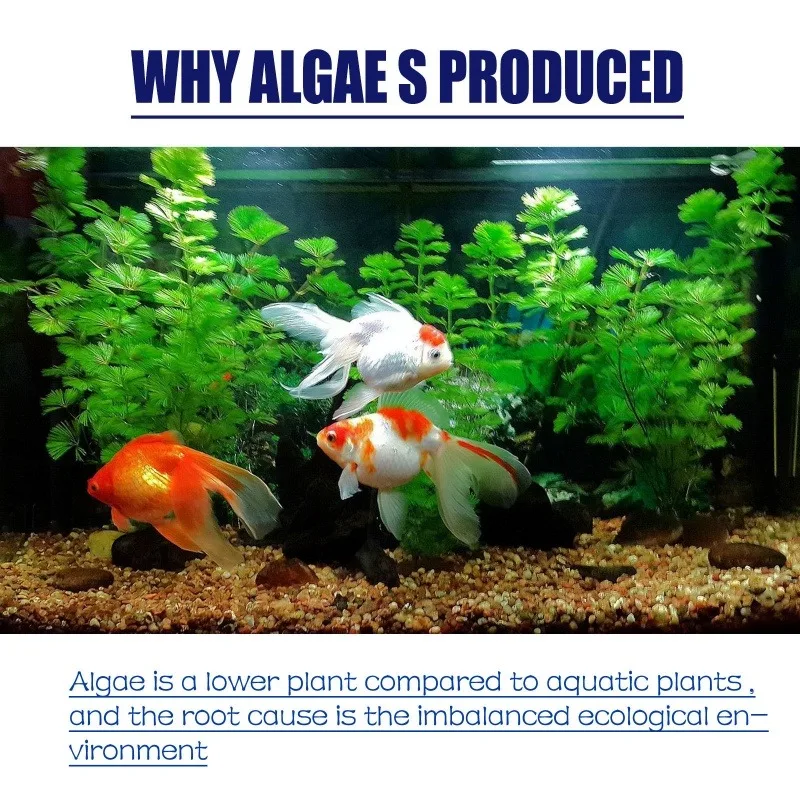 50g Algaecide Efisiensi Tinggi - Aquarium Plant Order ulasan dan harga