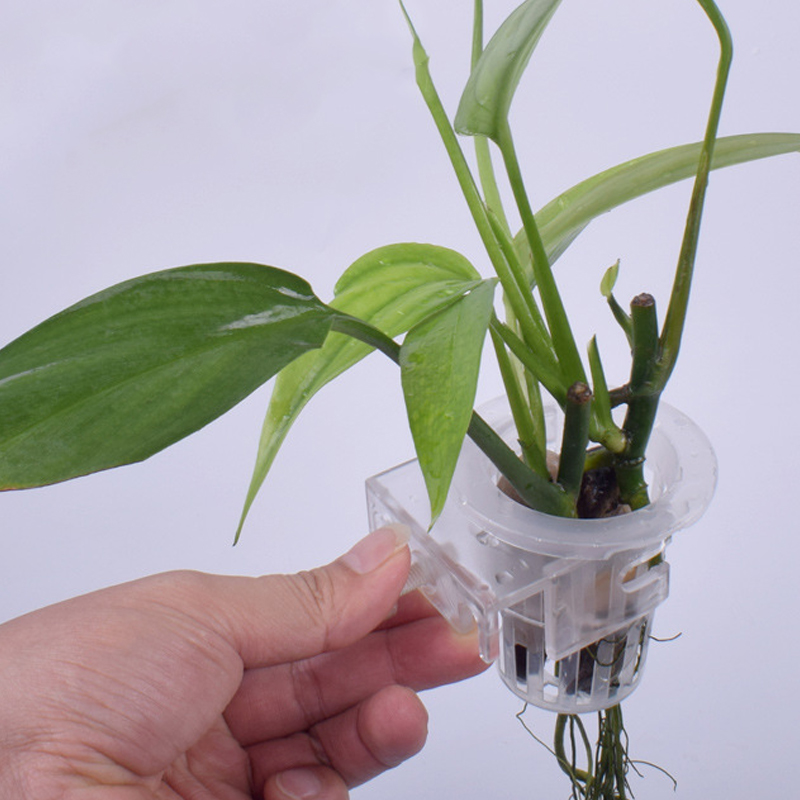 Dinding dipasang tanaman akuat - Aquarium Planted Wall ulasan dan harga