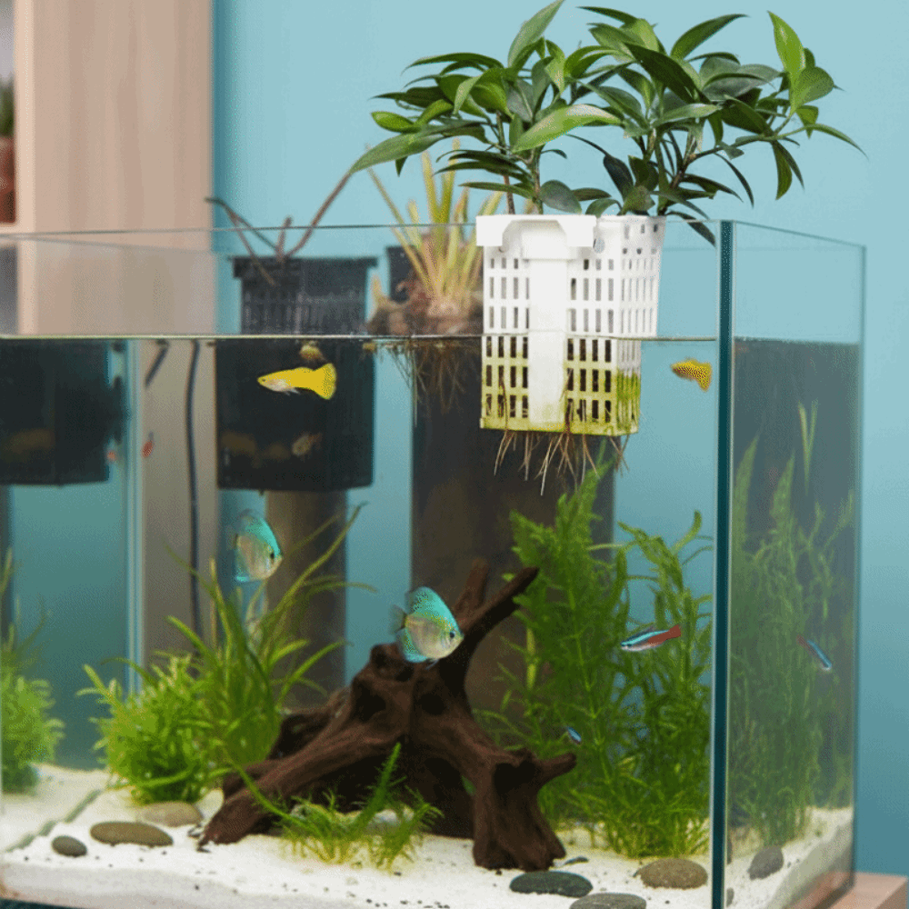 Penyangga Tanaman Air Gantung  - Aquarium Planted Wall ulasan dan harga