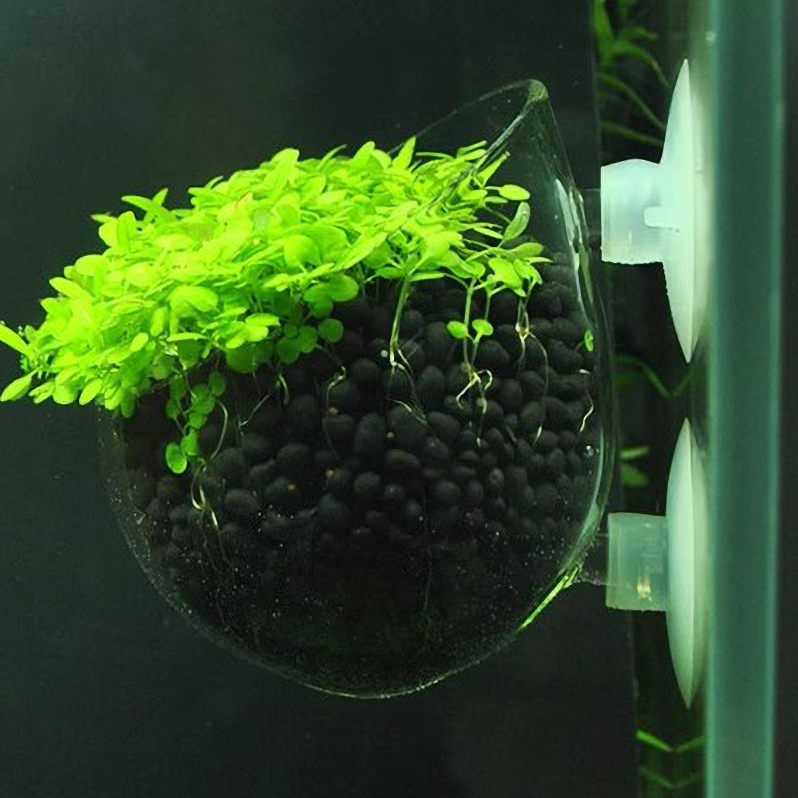 Tempat Tanaman Akuarium Kaca d - Planted Aquarium Aquascape ulasan dan harga