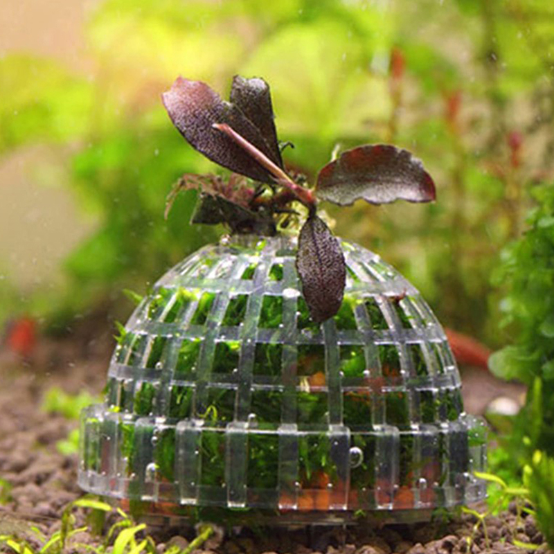 Promo Besar Perlengkapan Hewan - Planted Aquarium For Sale ulasan dan harga