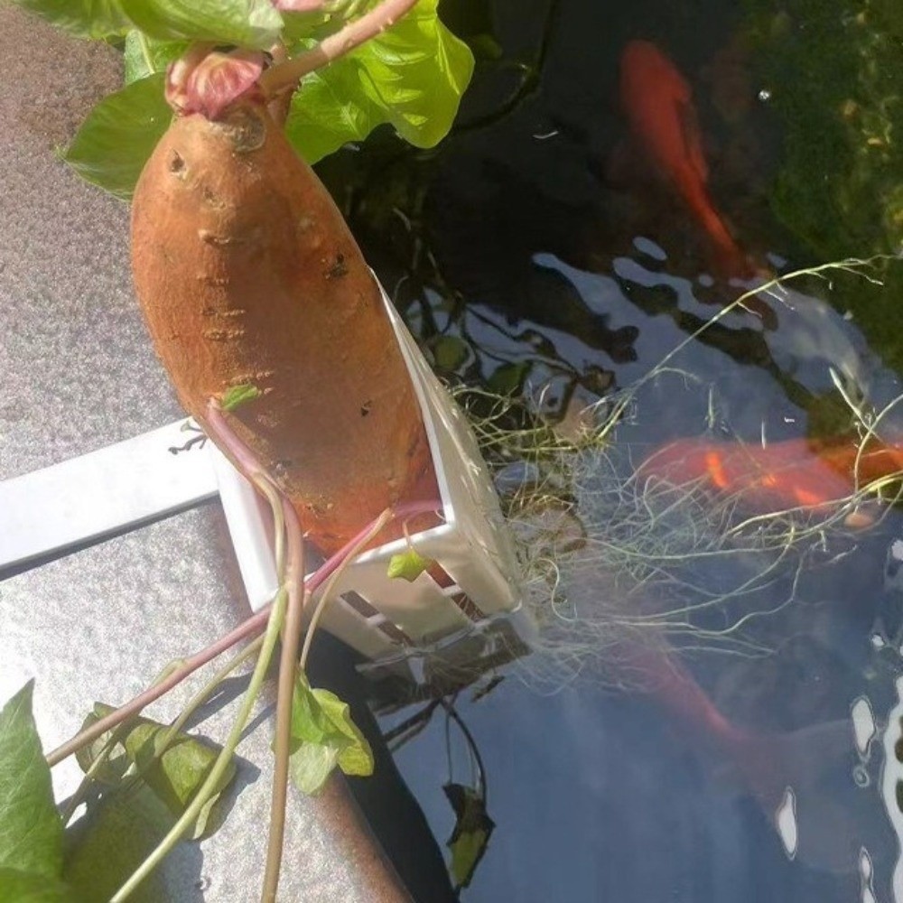 Keranjang Tanaman Akuarium Gan - Aquarium Planted Wall ulasan dan harga