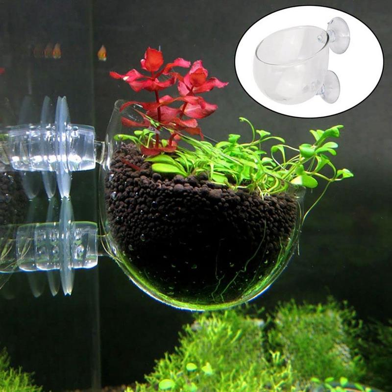 Cangkir tanaman akuatik akrili - Aquarium Plant Seeds ulasan dan harga