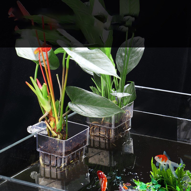 1 buah keranjang tanaman hidro - Aquarium Plant Seeds ulasan dan harga