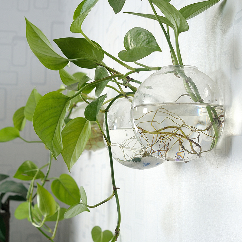 Akuarium Akrilik Gantung Dindi - Aquarium Planted Wall ulasan dan harga