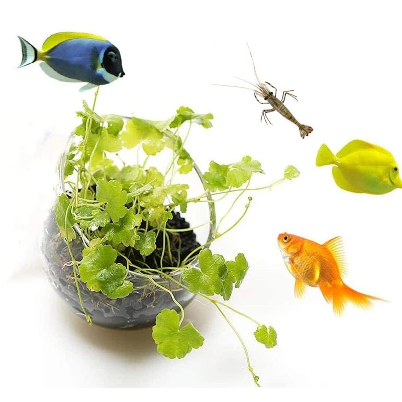Pot Tanaman Akuarium Baru, Gel - Aquarium Plant Seeds ulasan dan harga