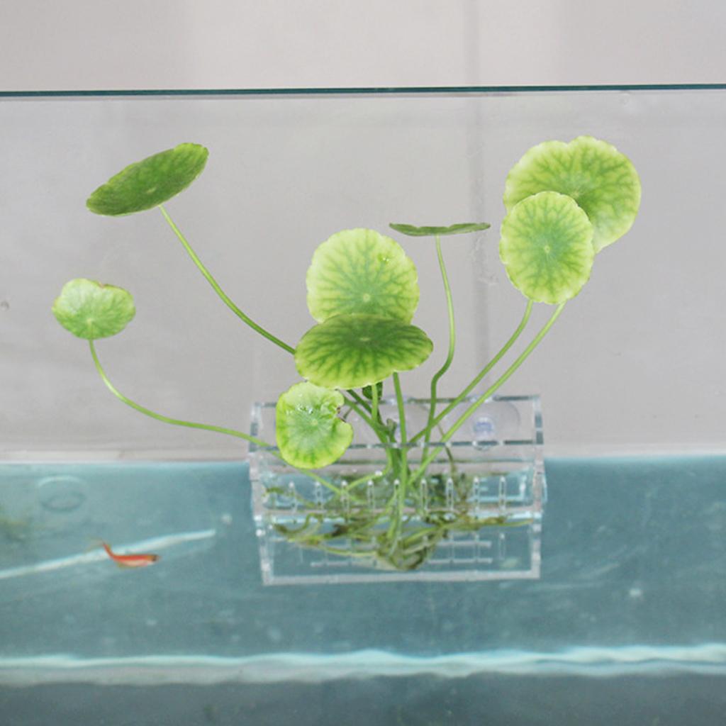 Wadah Tanaman Air Akrilik Kris - Aquarium Planted Wall ulasan dan harga