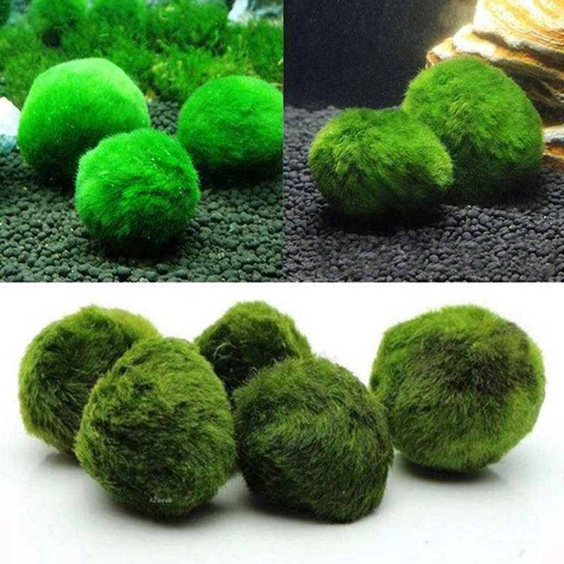 Bola Lumut Marimo Tanaman Akua - Planted Aquarium Aquascape ulasan dan harga