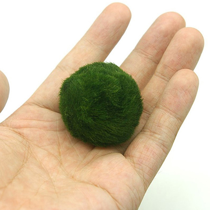Bola Lumut Marimo Tanaman Akua - Planted Aquarium Aquascape ulasan dan harga
