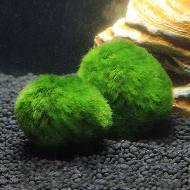 Bola Lumut Marimo Tanaman Akua - Planted Aquarium Aquascape ulasan dan harga