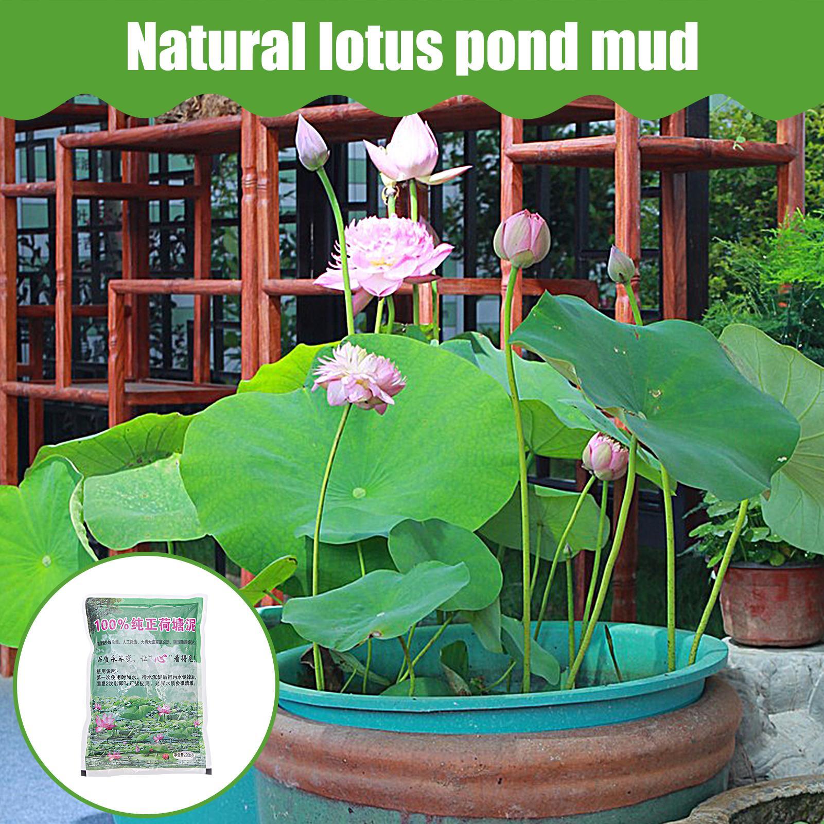 200g/kantong Tanah Akuarium Al - Aquarium Plant Seeds ulasan dan harga