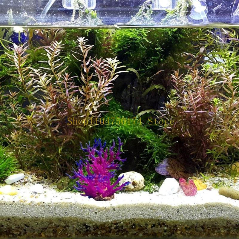 Tanaman Hias Pohon Buatan Tana - Planted Aquarium For Sale ulasan dan harga