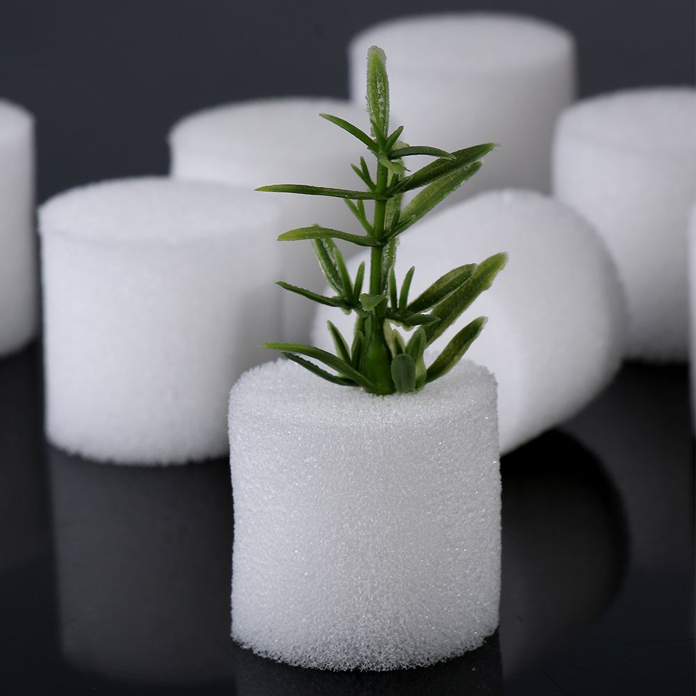 10/50 Buah Persediaan Kebun Ta - Aquarium Plant Seeds ulasan dan harga