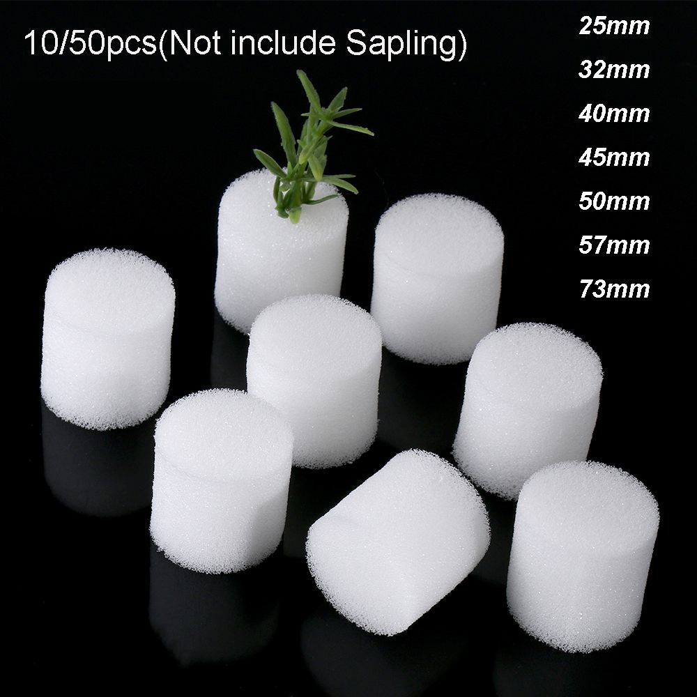10/50 Buah Persediaan Kebun Ta - Aquarium Plant Seeds ulasan dan harga