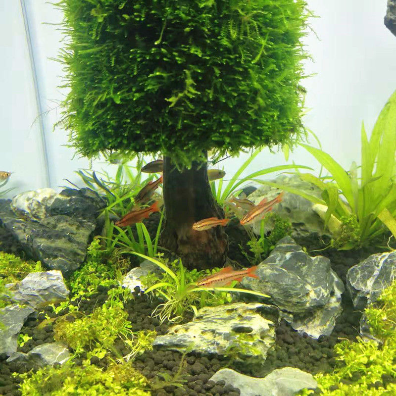 Dekorasi Akuarium Tanaman Air  - Aquarium Plant Seeds ulasan dan harga