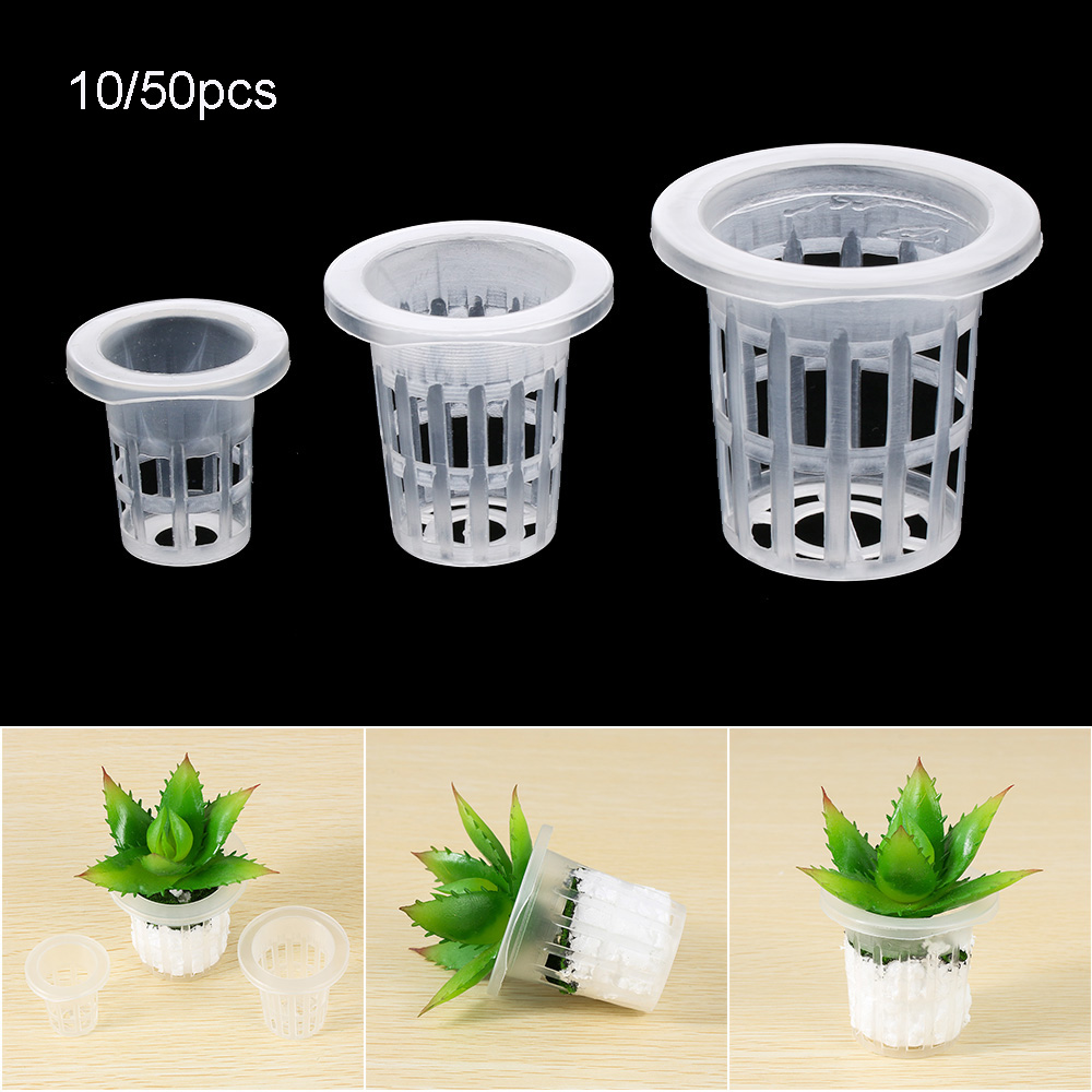 10/50 Buah Perlengkapan Berkeb - Aquarium Plant Seeds ulasan dan harga