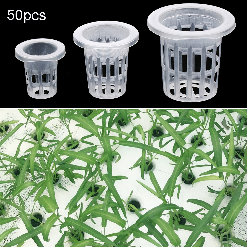 10/50 Buah Perlengkapan Berkeb - Aquarium Plant Seeds ulasan dan harga